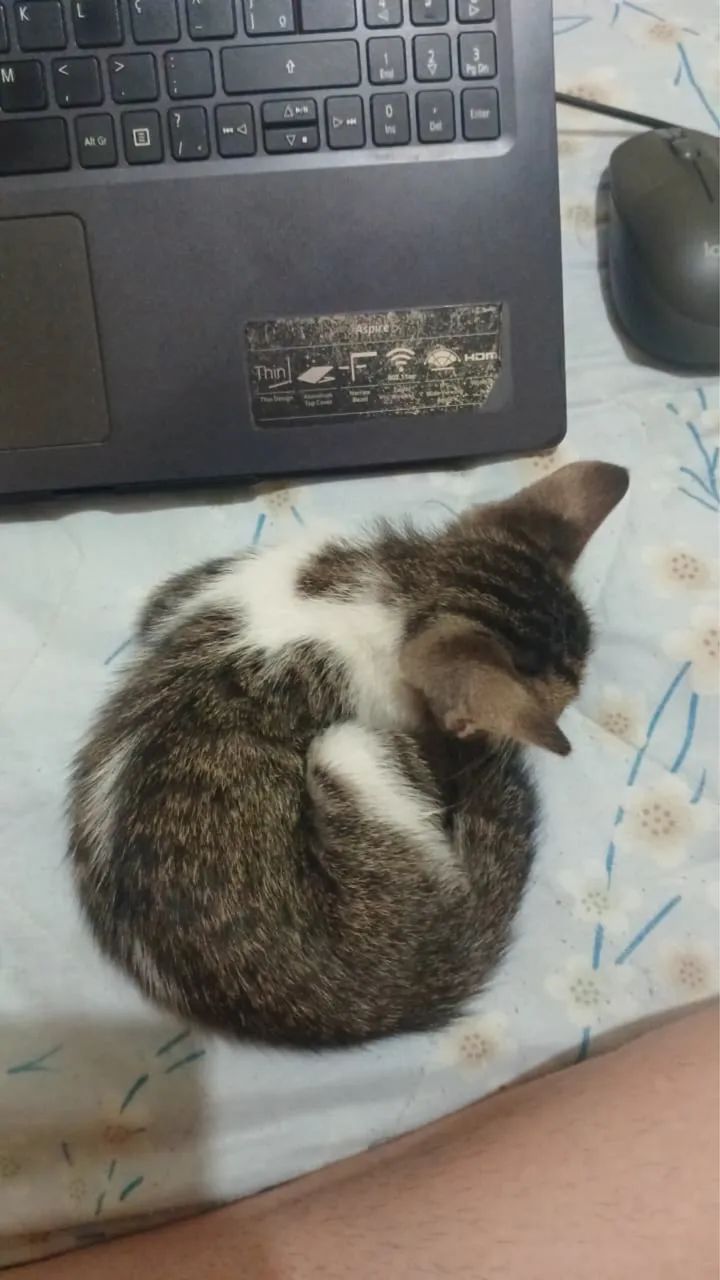 Gato pra adoção  - Foto 2