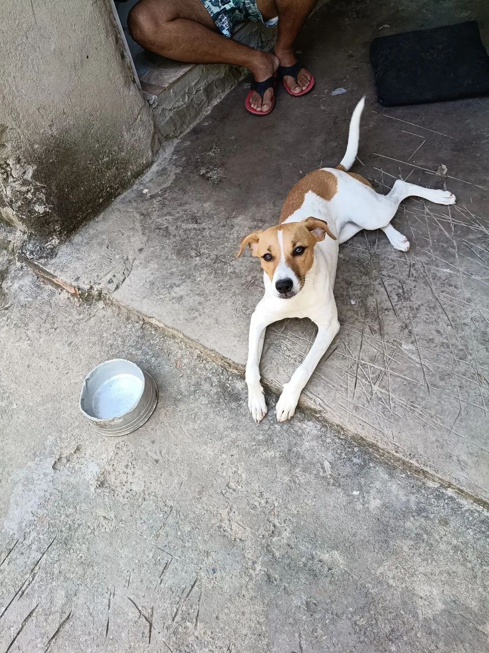 Cachorro  - Foto 3