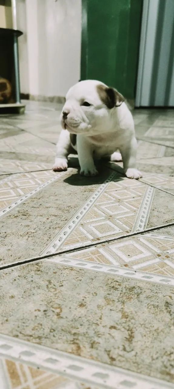 Filhote de American Bully  - Foto 3