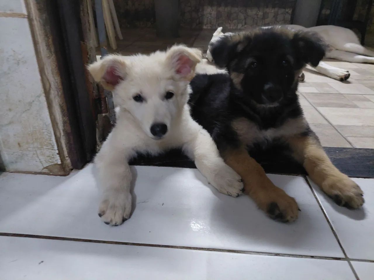 Pastores Alemão e Suíço  - Foto 4