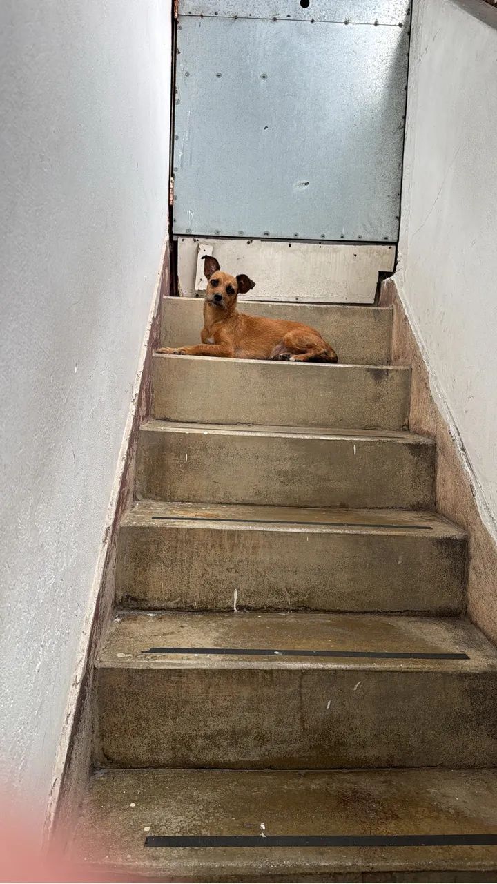 Pet para adoção responsável  - Foto 4