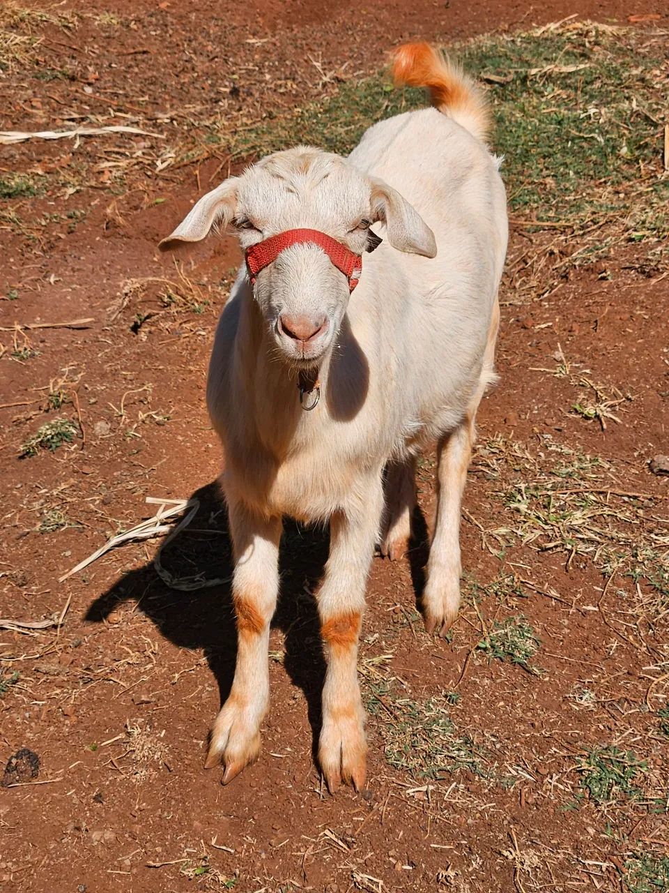 Cabrito - Foto 3