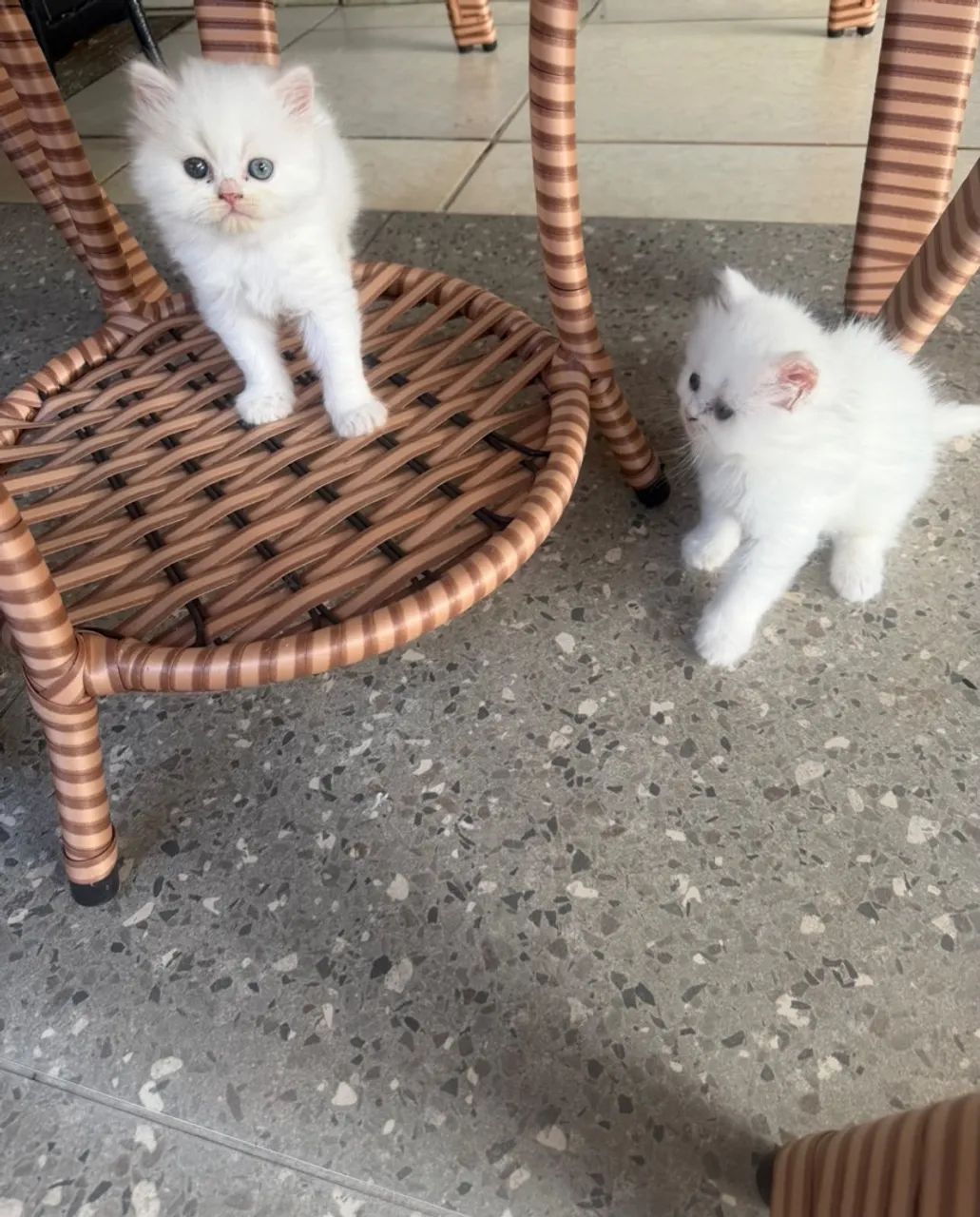 Gata persa  - Foto 2