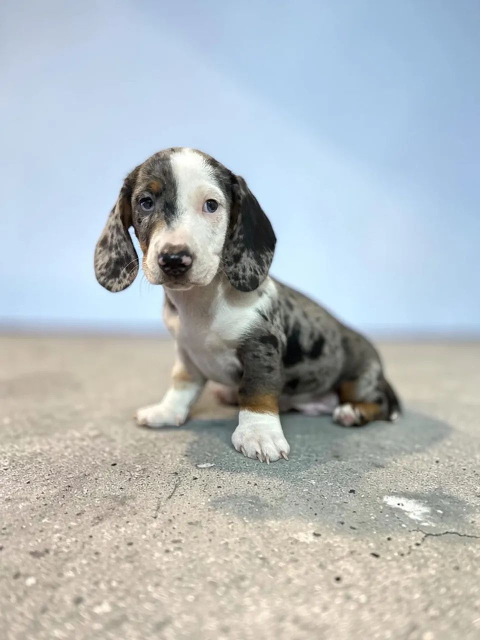 Daschund Mini