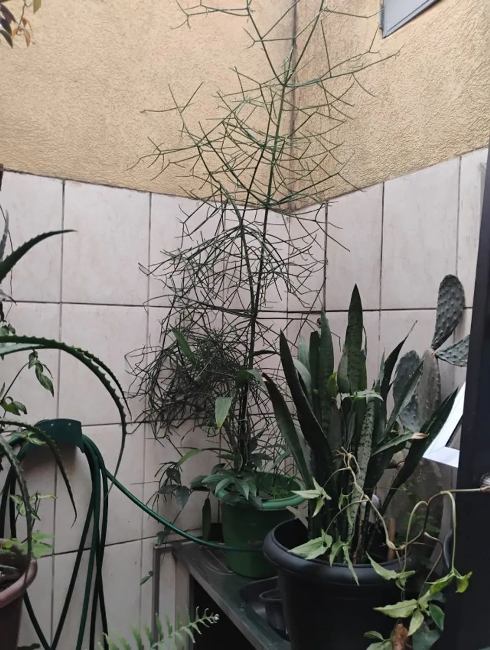 Vendo  Aveloz em vaso , já  com mais de 2 metros. Ou troco por frutíferas enxertadas.  - Foto 5