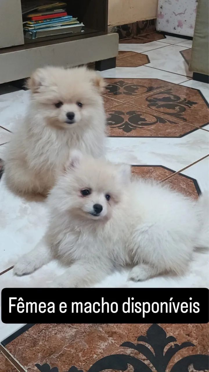 Cachorro  - Foto 5