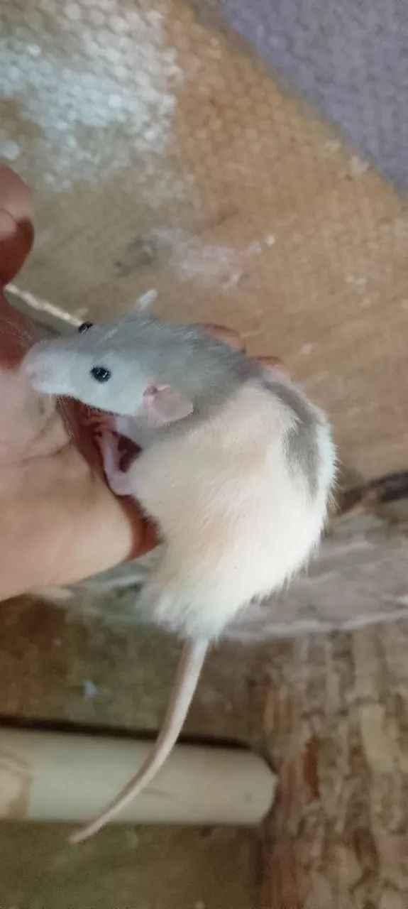 Rato twitter  - Foto 2