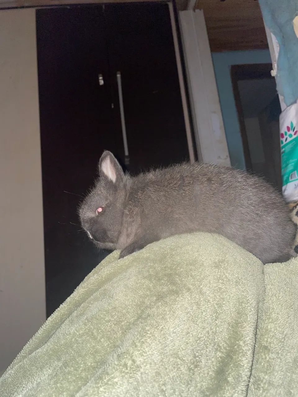 Netherland darfw coelho anao - Foto 3