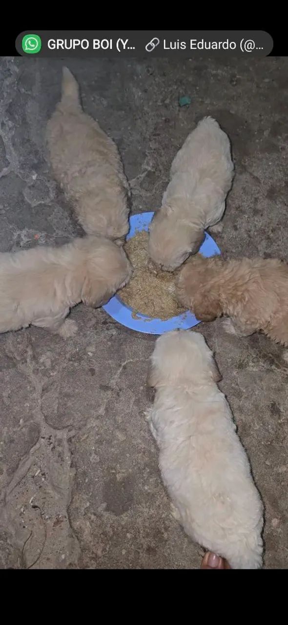 Poodle - Foto 2