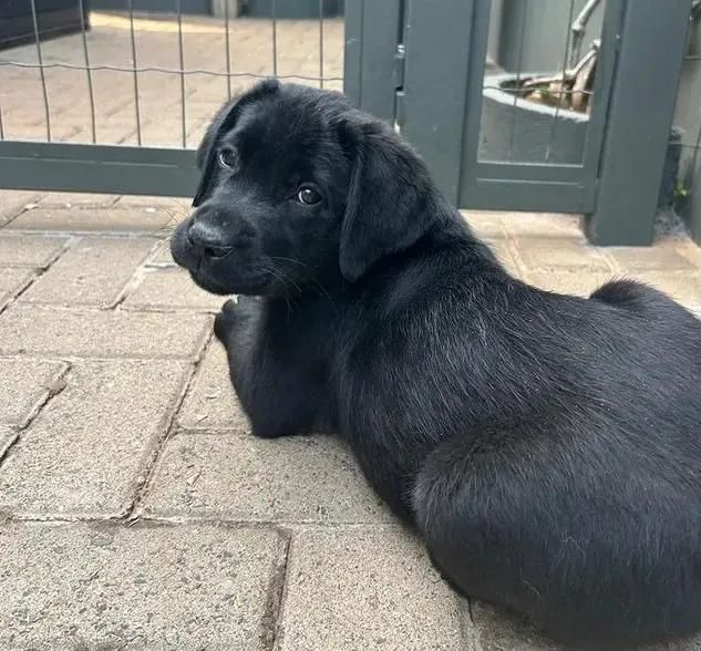 Filhote de labrador 