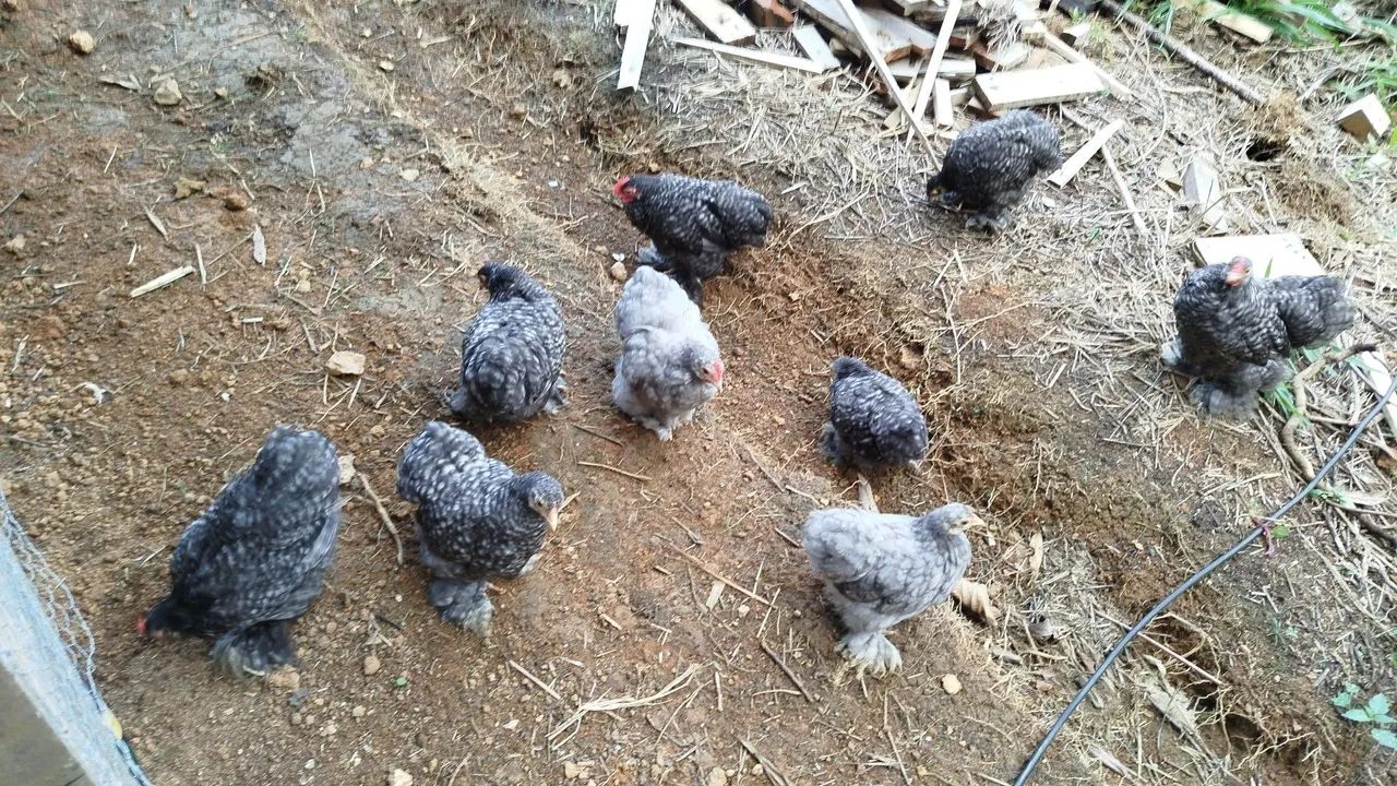 Casal de Mini Cochin  - Foto 3