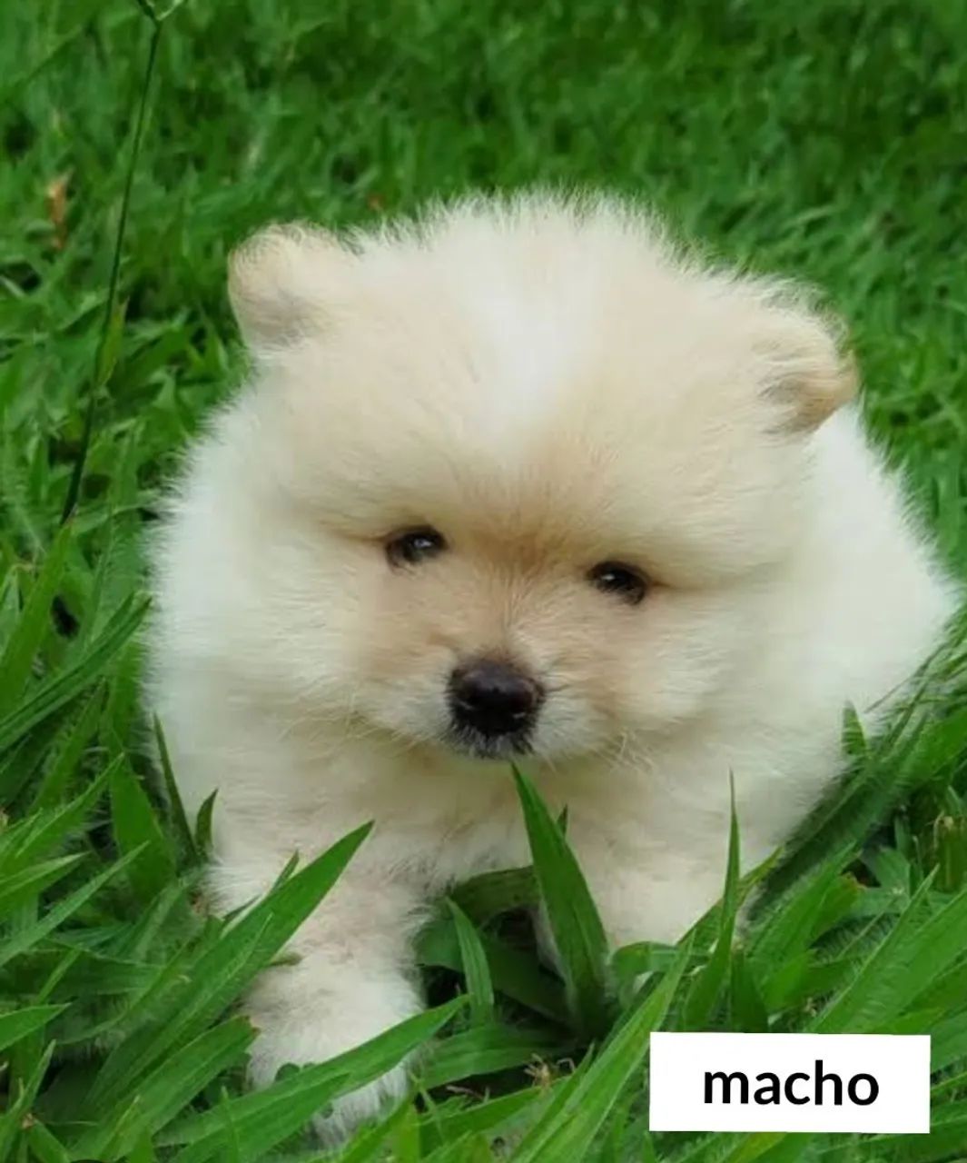 Spitz anão Macho  - Foto 2