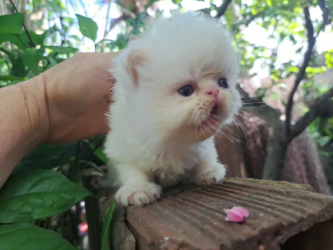 Gato persa@elisandrapet - Foto 2