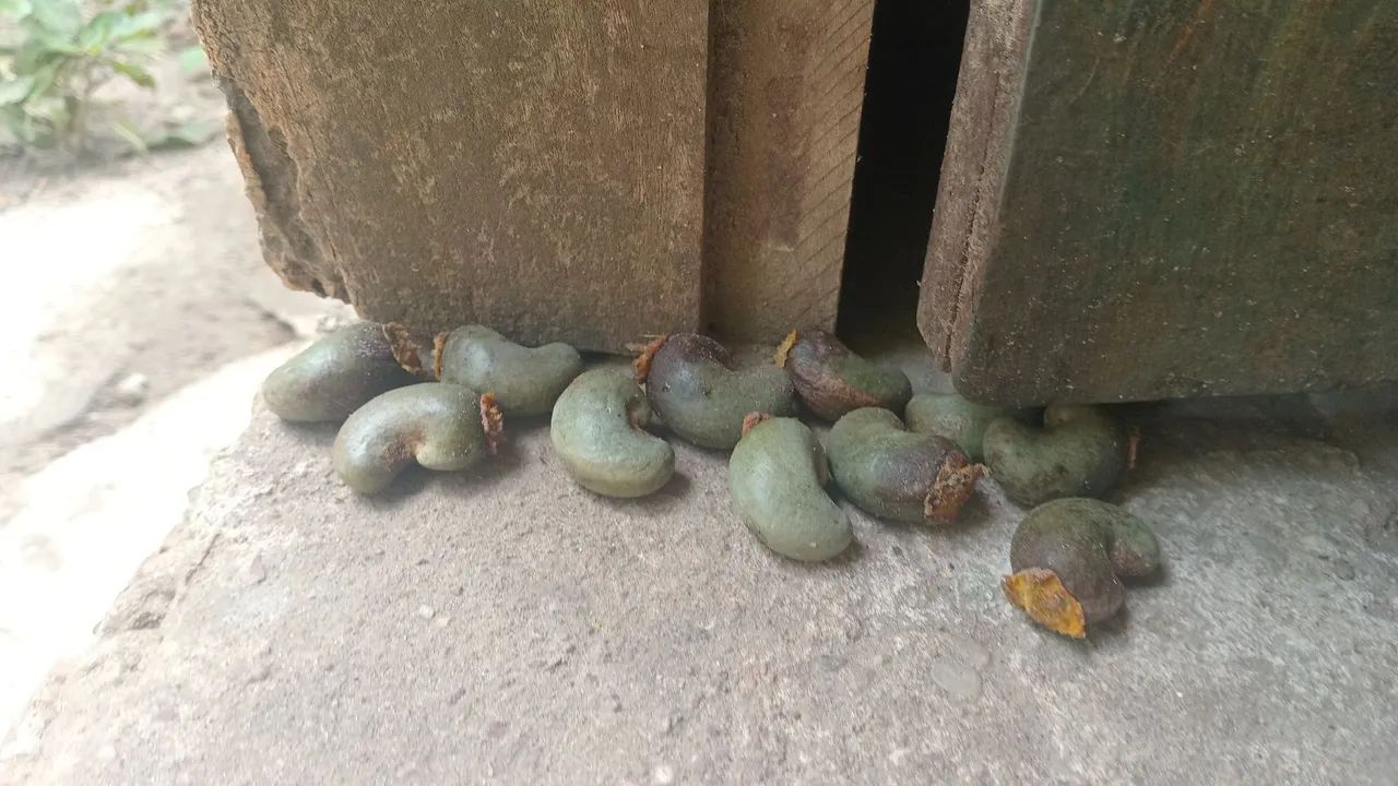 Castanha de Caju