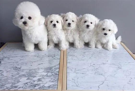 Bichon Frise Machos e Femeas