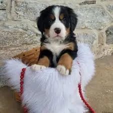 Bernese acredite no melhor 