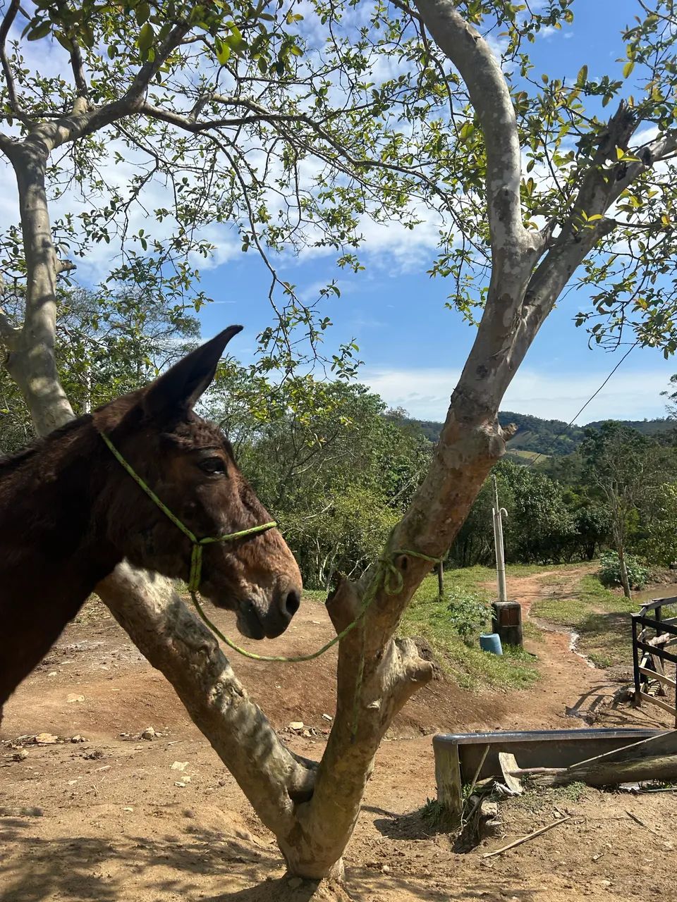 Mula boa de lida é serviço  - Foto 4