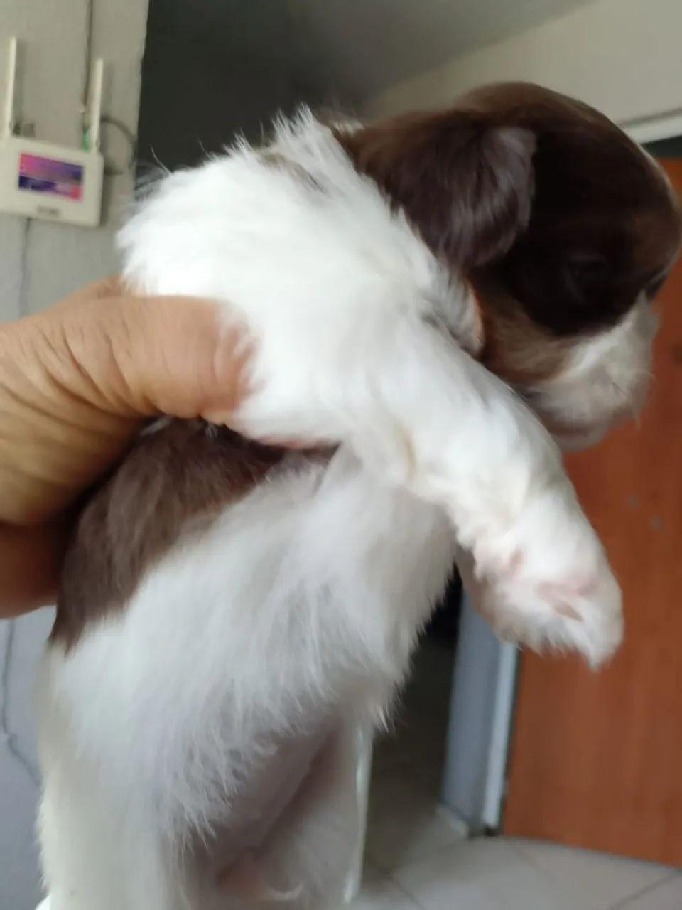 Shi Tzu  - Foto 5