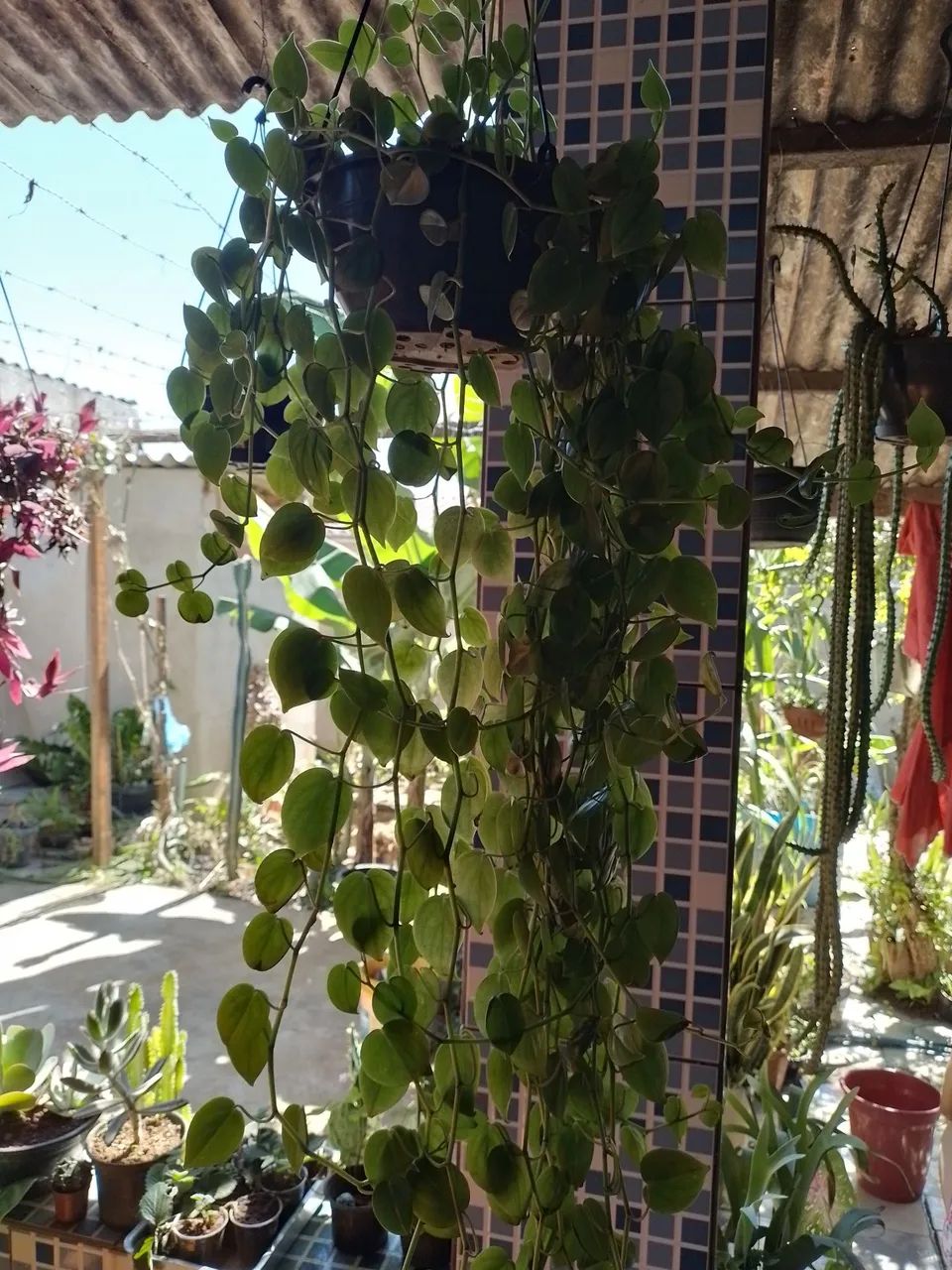 Planta