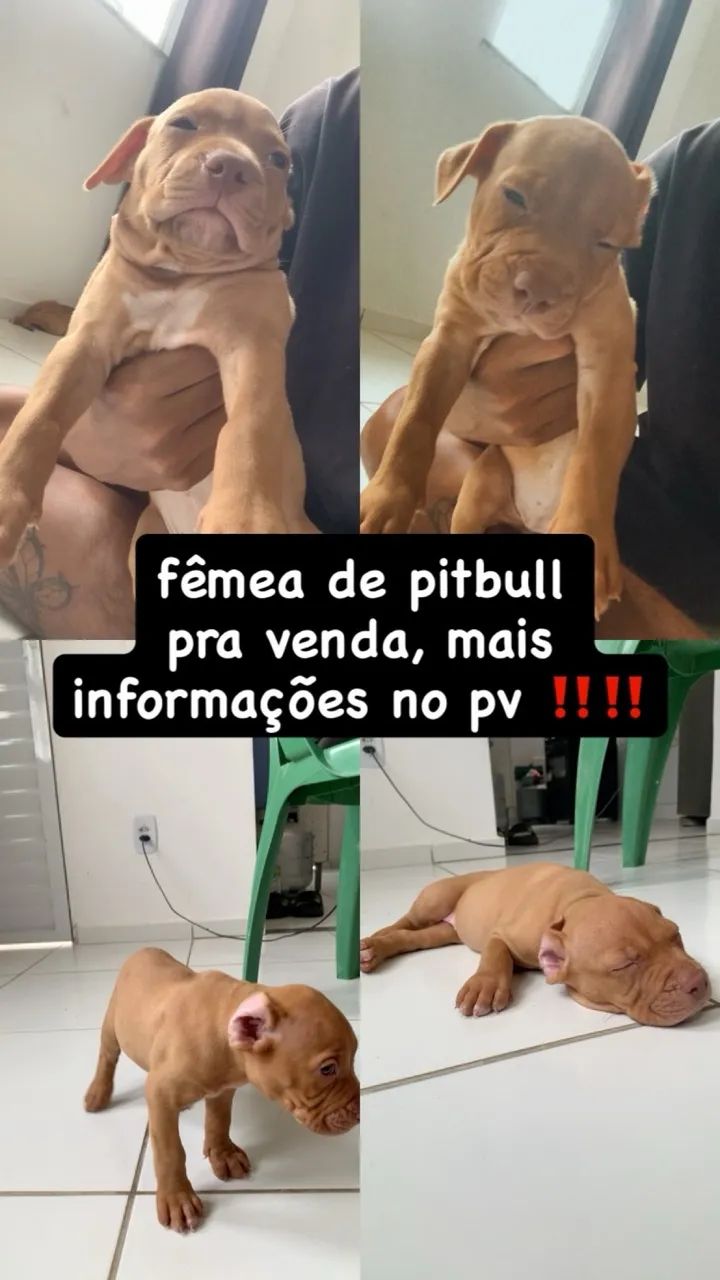 *FÊMEA DE PITBULL PRA VENDA*
