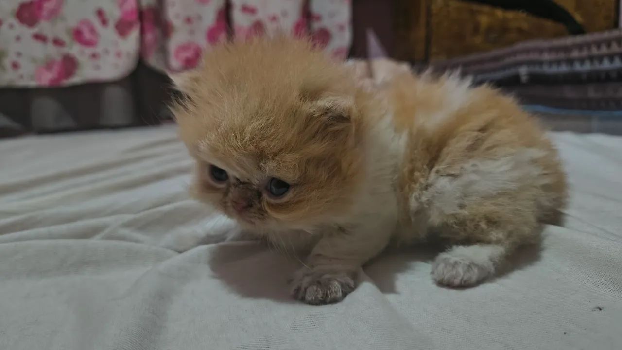 Gatos persa  - Foto 5
