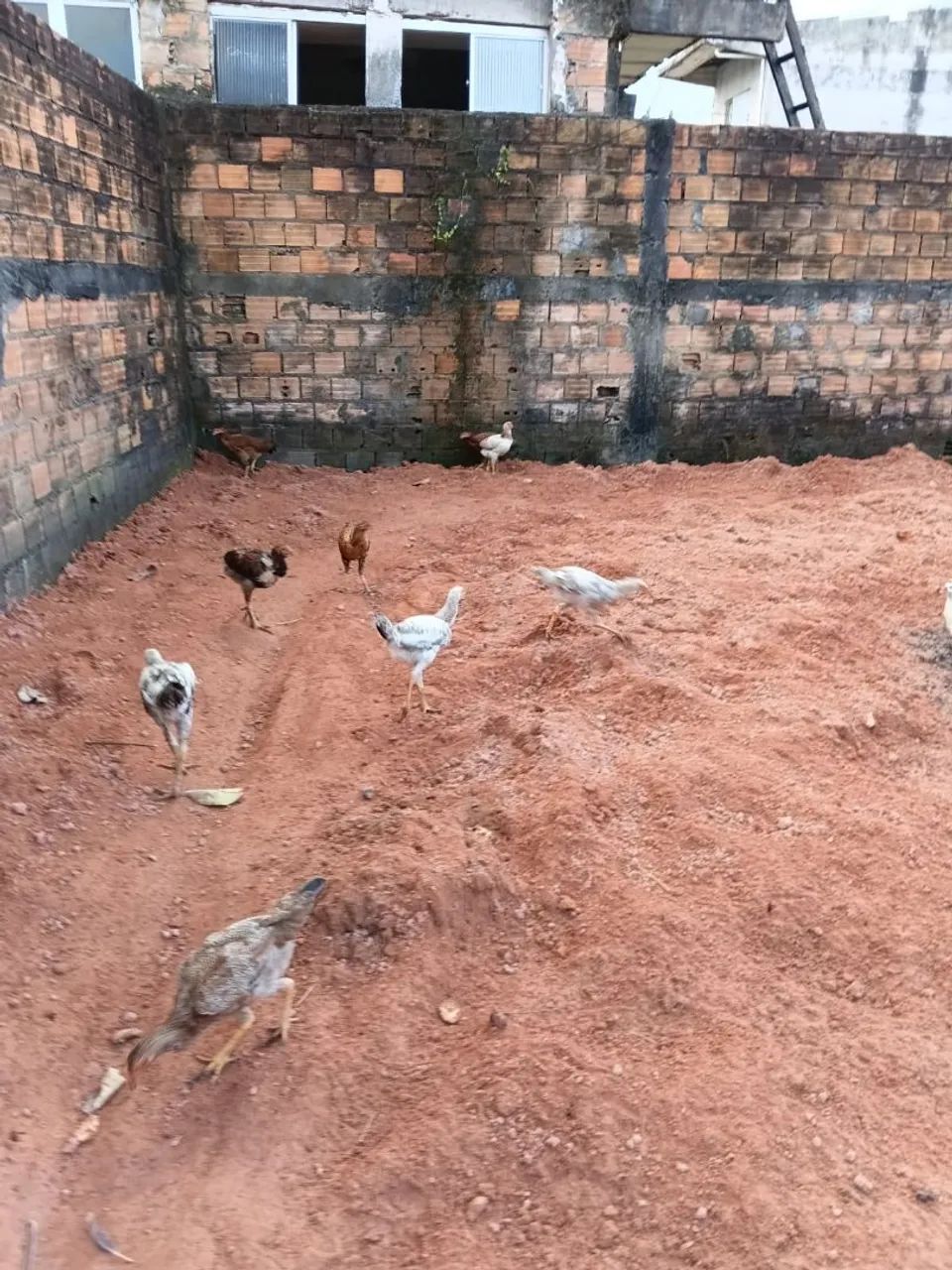 Frangos 
