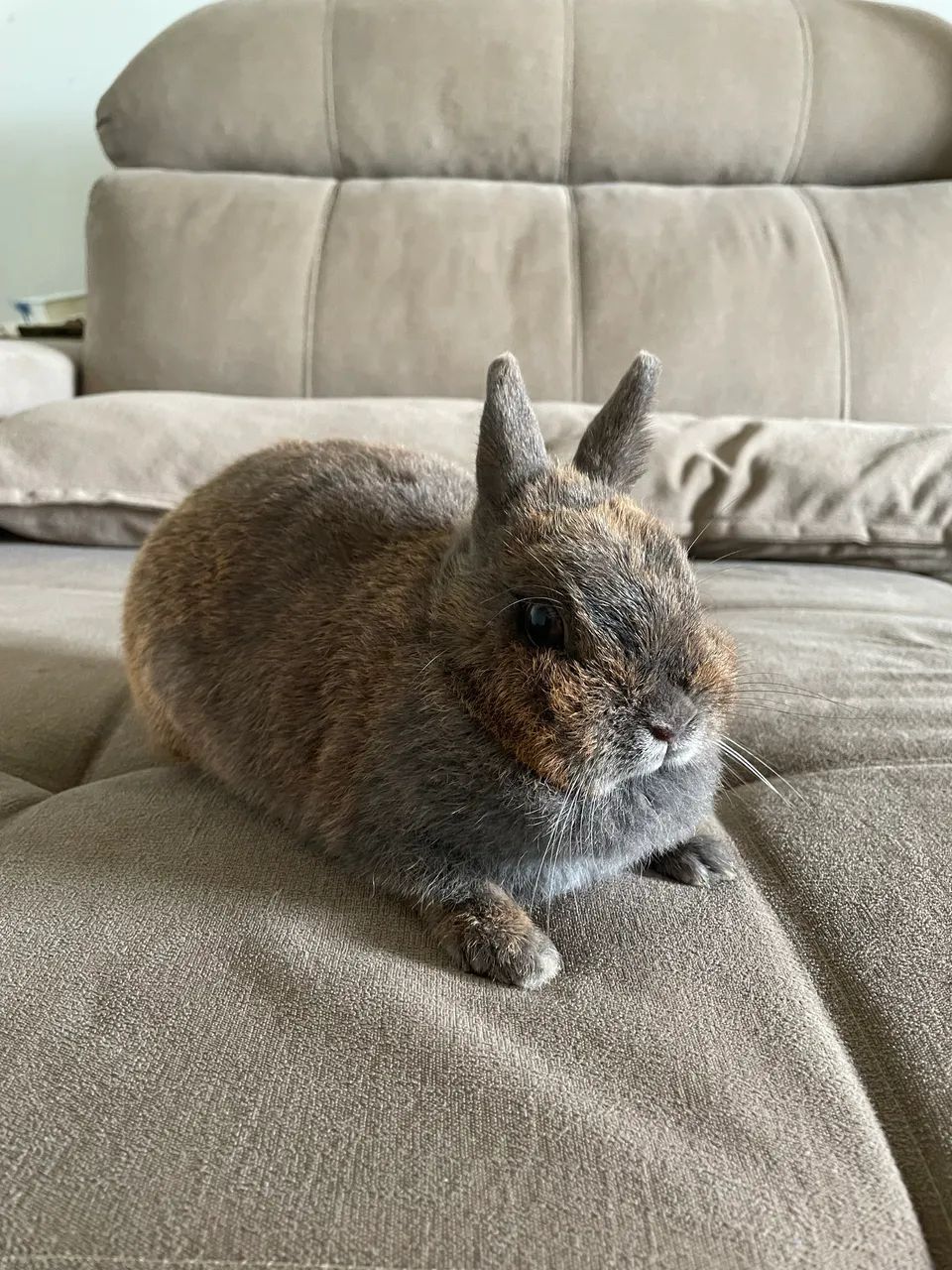 Coelho Netherland Dwarf - Foto 4