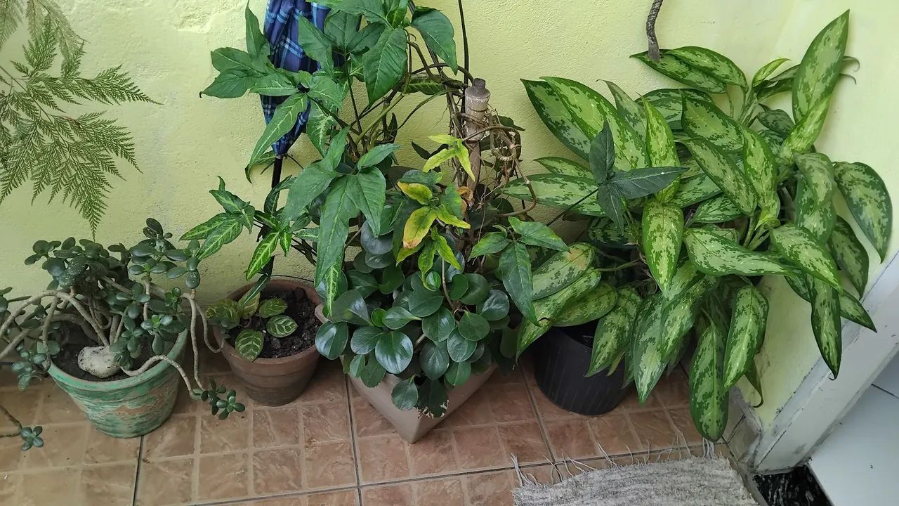 Plantas - Foto 3