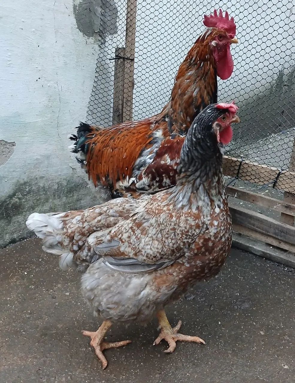 Ovos férteis gsb  - Foto 5