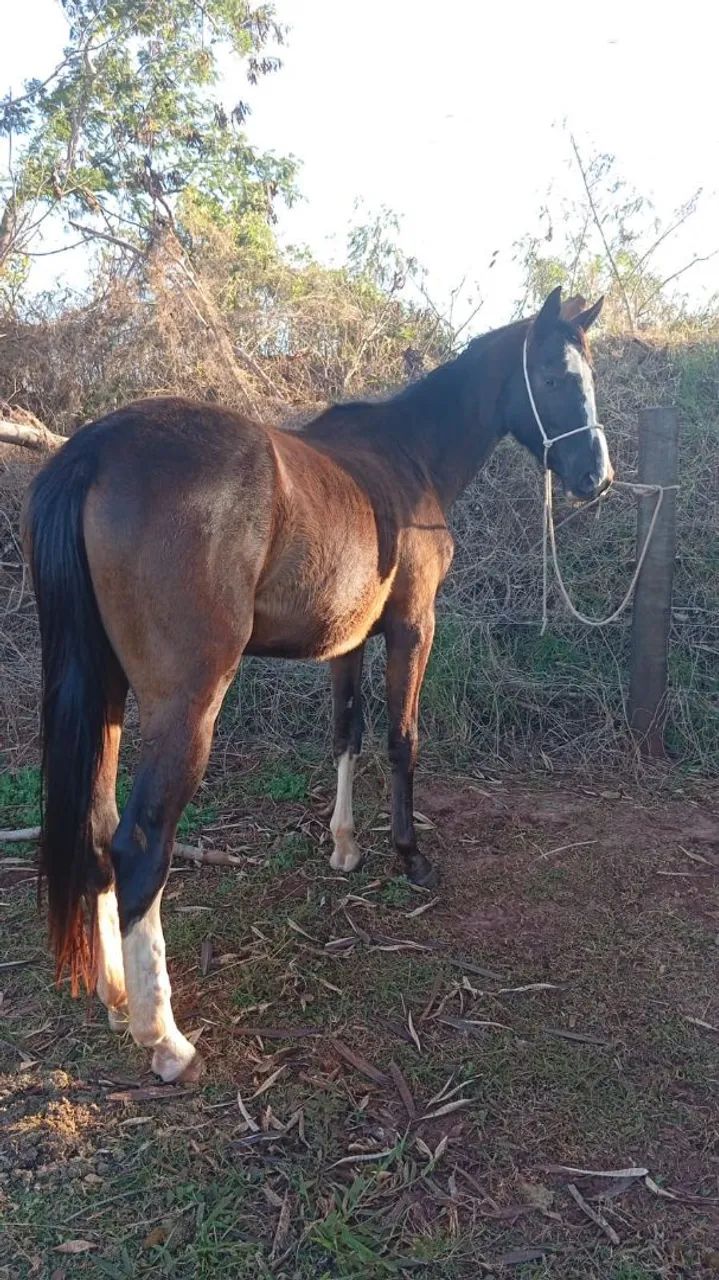 Égua Preta