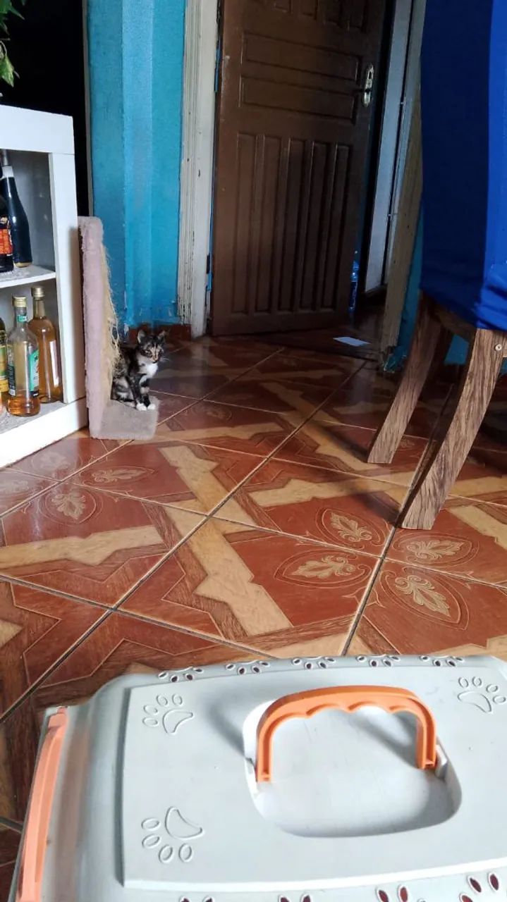 Doando gatinhos  - Foto 3