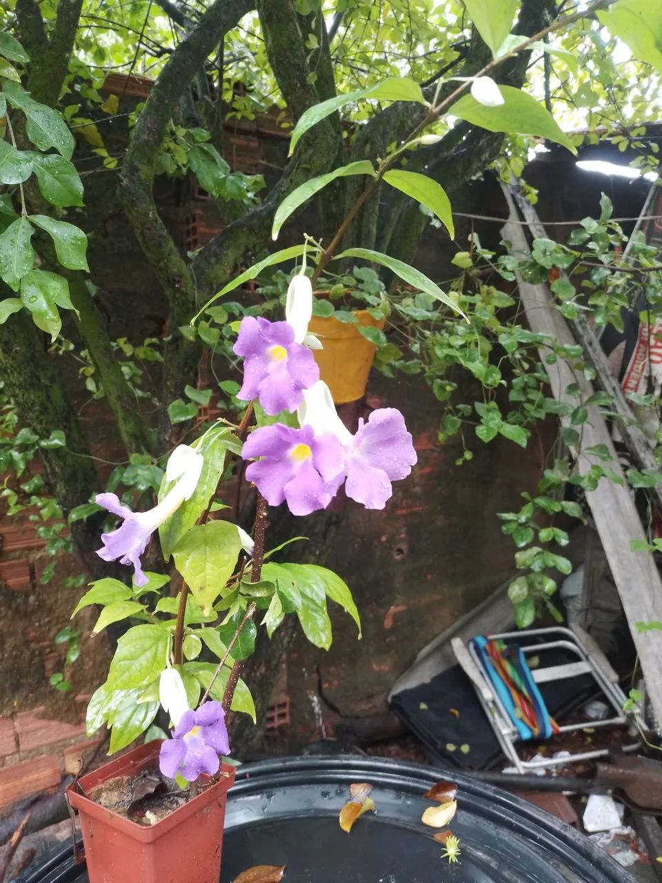 Turbegia flor roxa ja colocado flores  - Foto 2