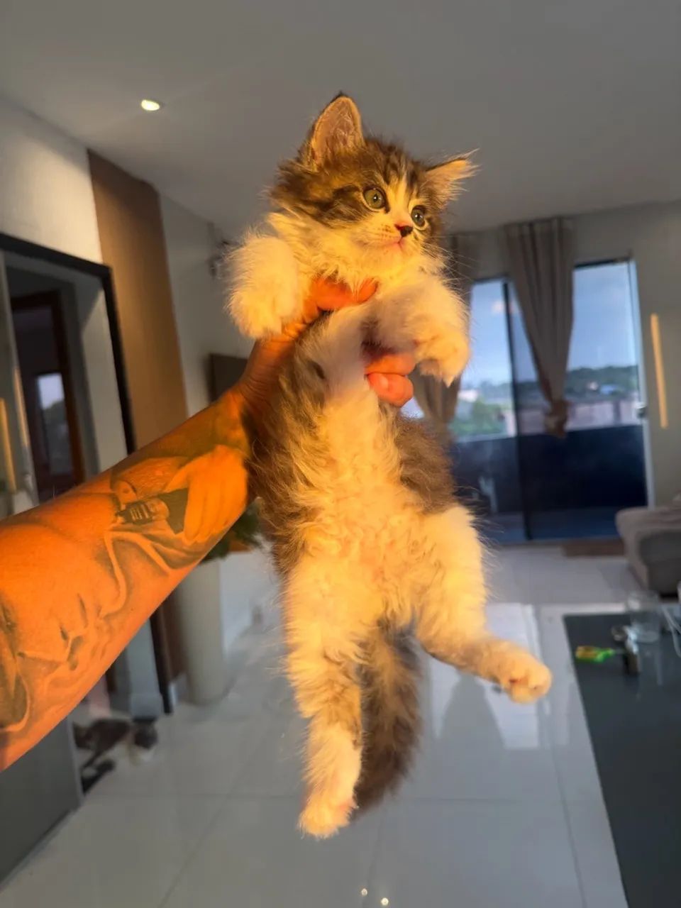 Persa com angora 