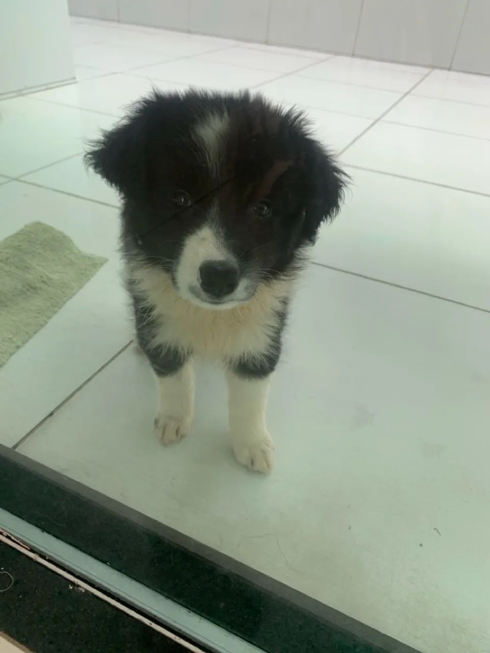 Border collie