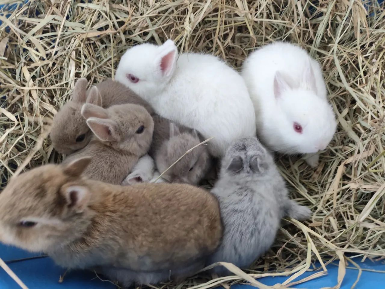COELHO PET - Foto 2