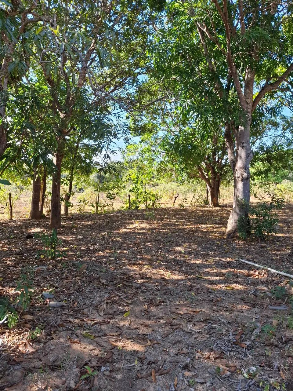 Fazendinha primavera  - Foto 5