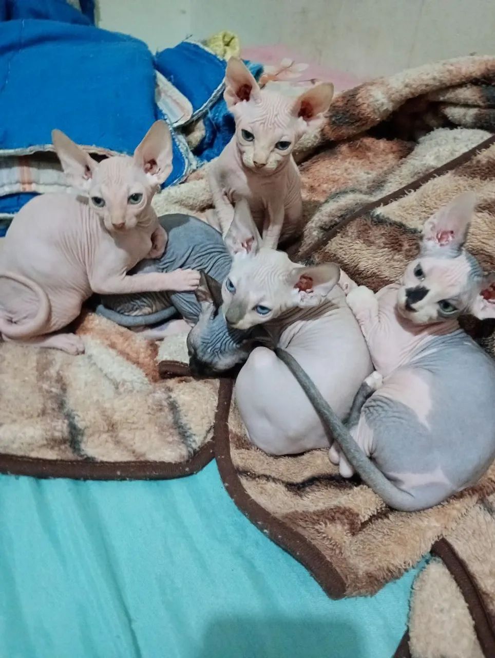 Gatos sphynx 