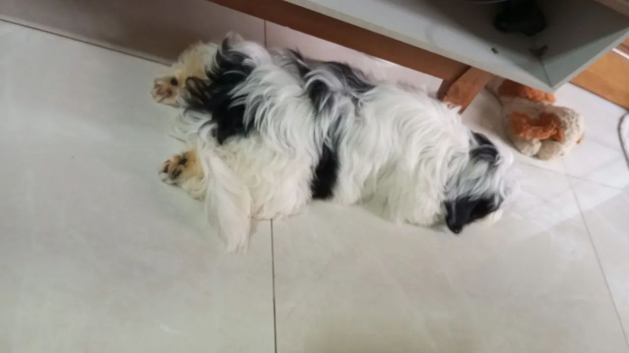 Cachorro filhote Shitzu  - Foto 2