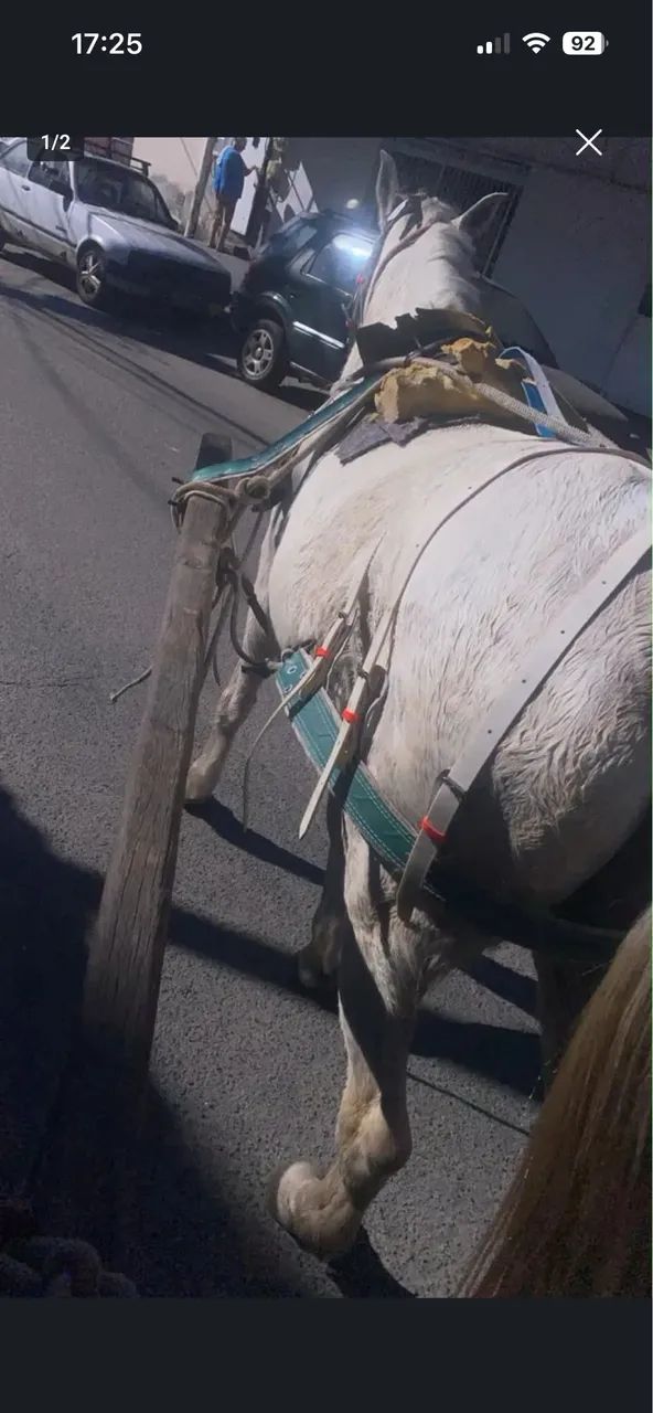 Cavalo égua  - Foto 2