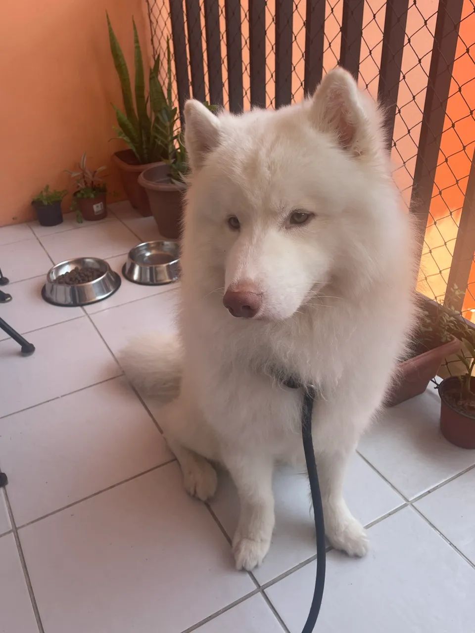Husky Siberiano macho para reprodução  - Foto 2