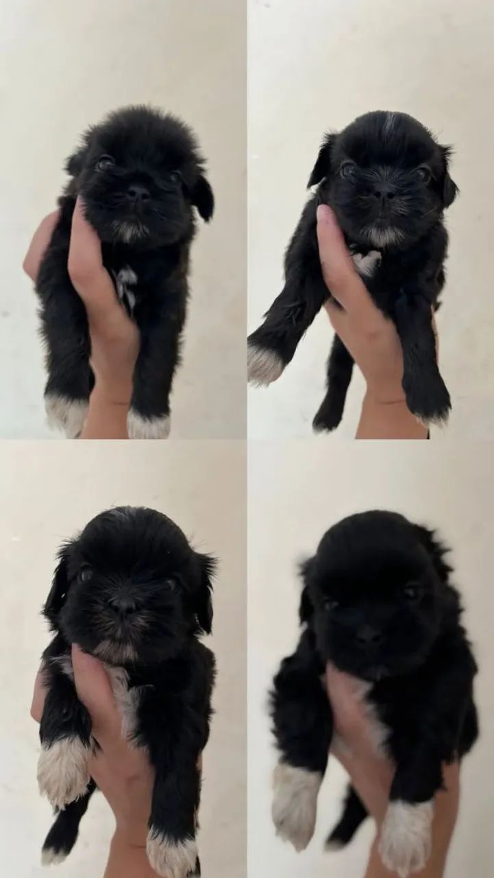 Filhote de shitzum  - Foto 2