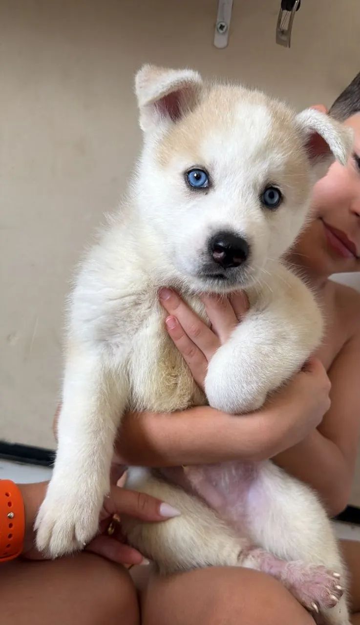 Rusky siberiano 