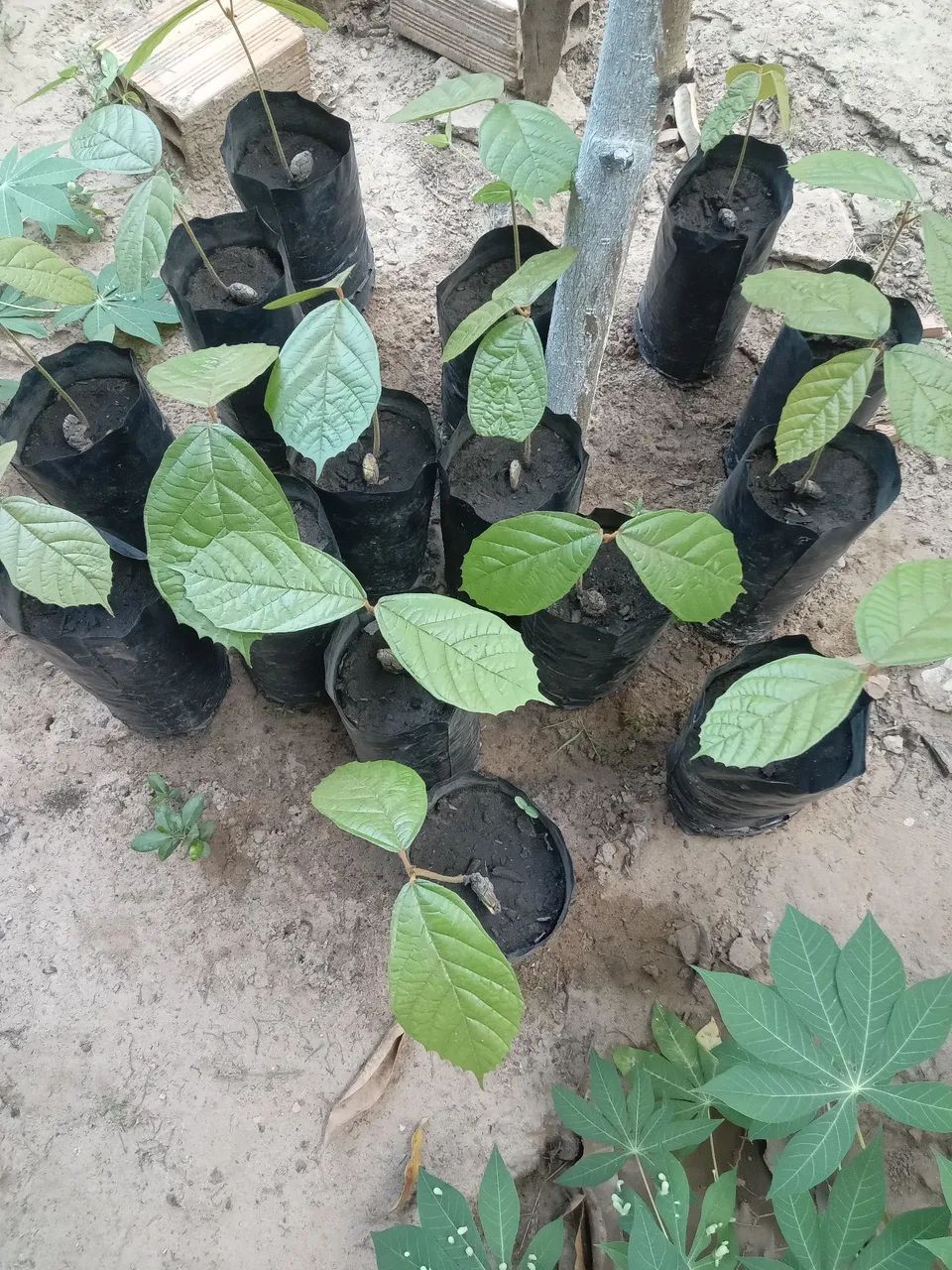 Vendo mudas de cupuacu novas  - Foto 2