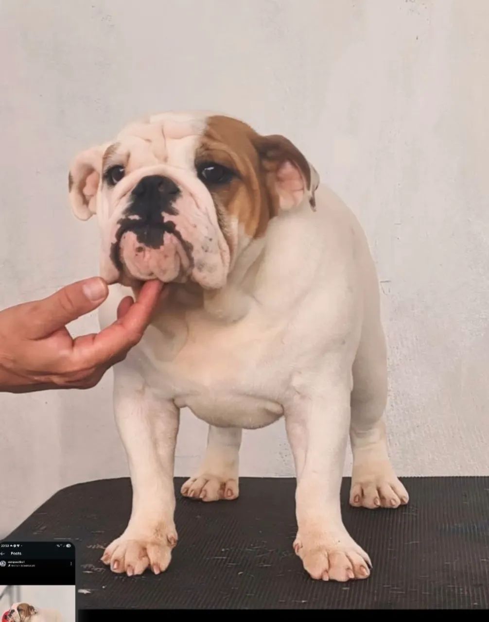 Bulldog Inglês Fêmea  - Foto 2