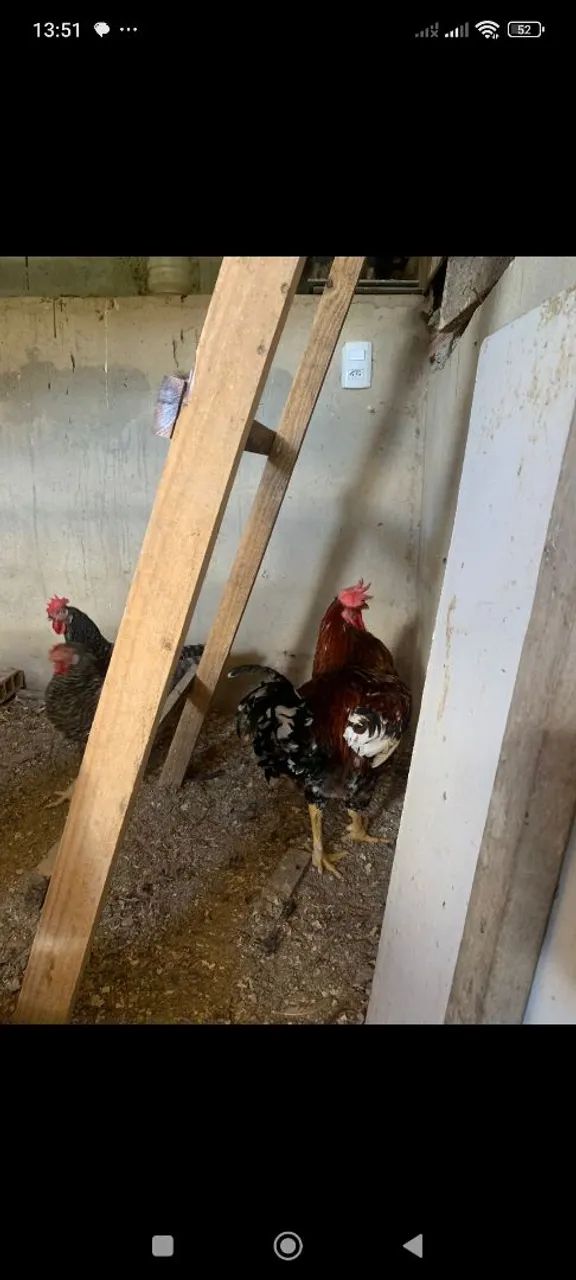 Galinhas sertaneja balão, franguinhos e galos.. - Foto 4