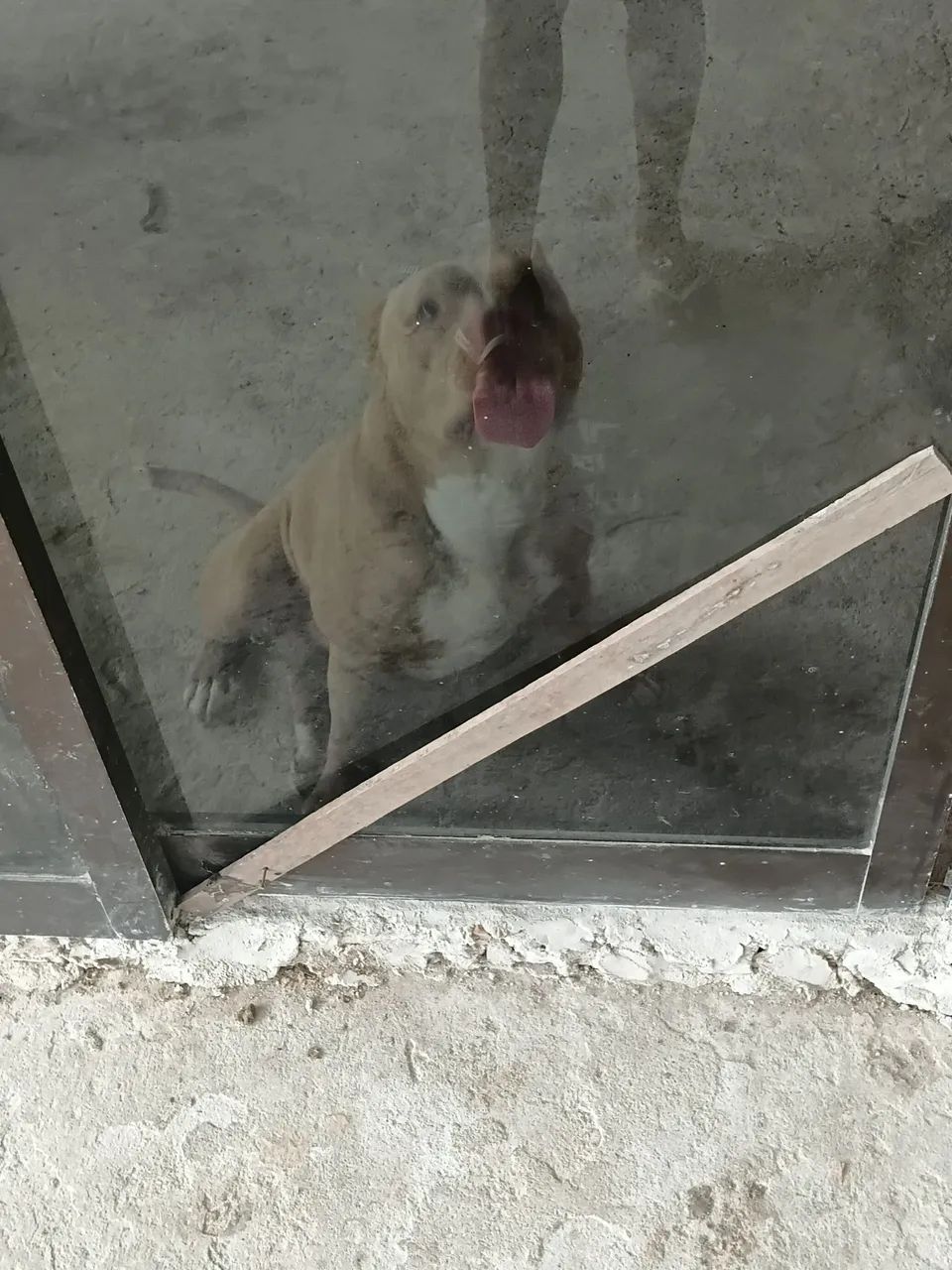 Vendo american bully $180