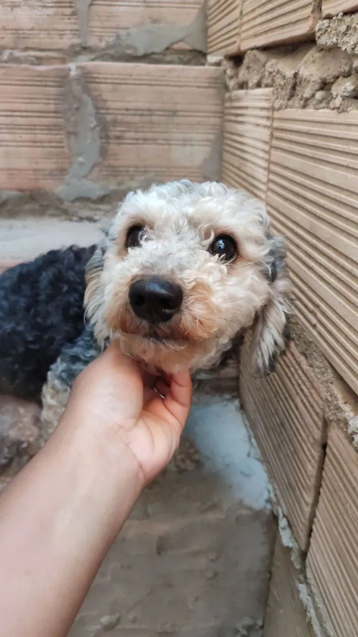 Doação de cachorra - Foto 3