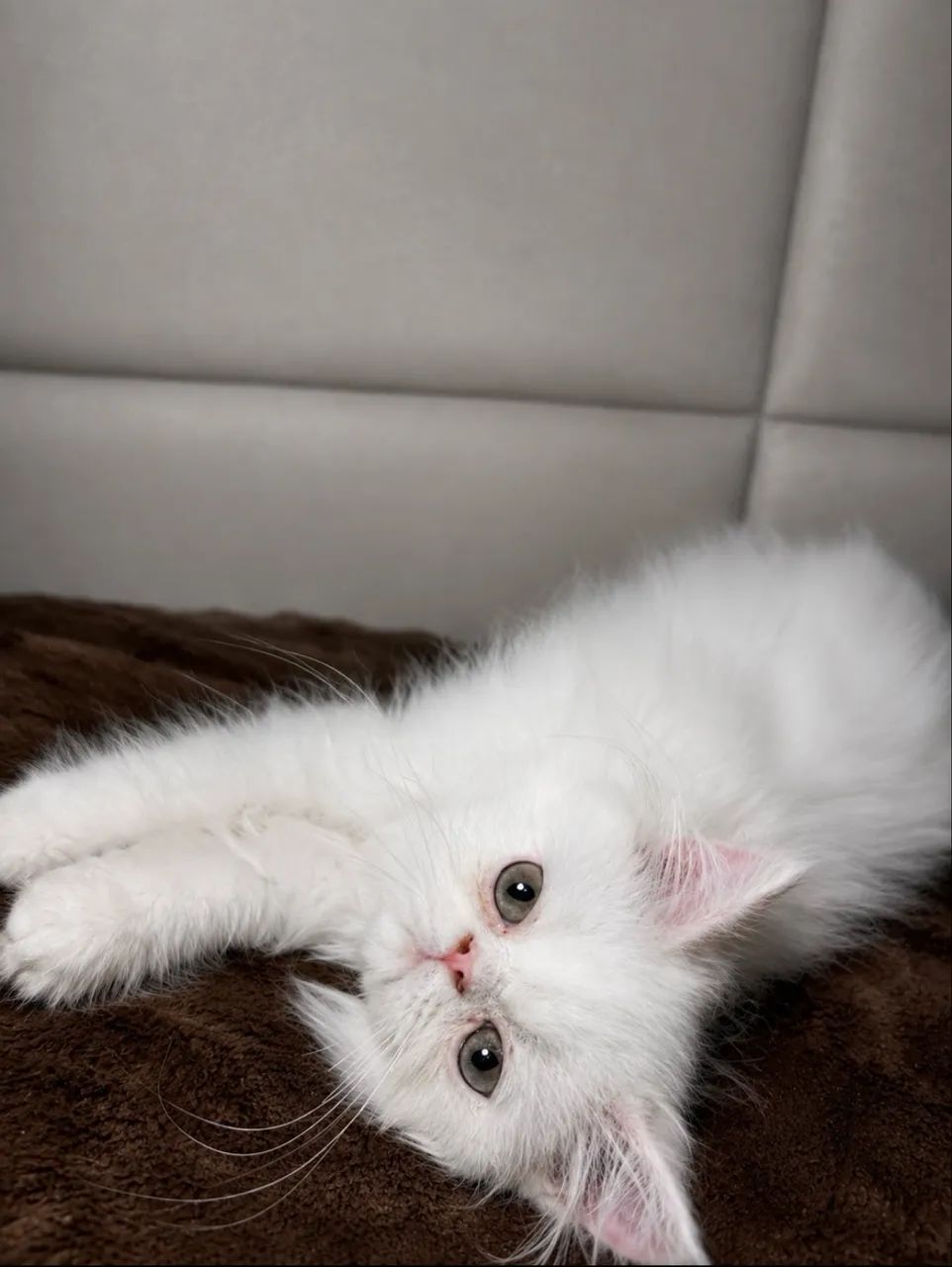 Gato persa  - Foto 5
