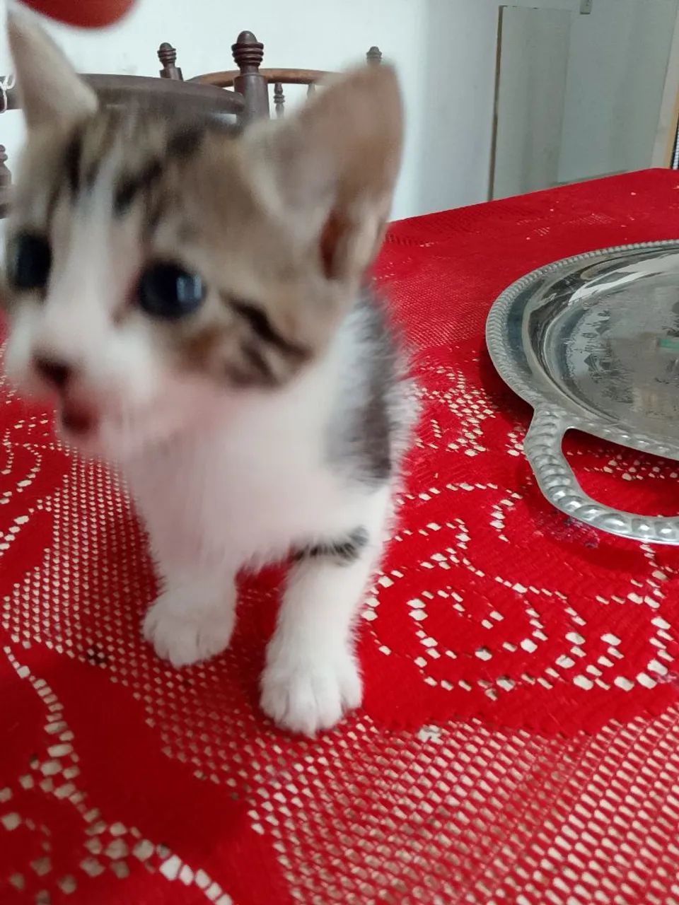 Adote uma gata - Foto 4