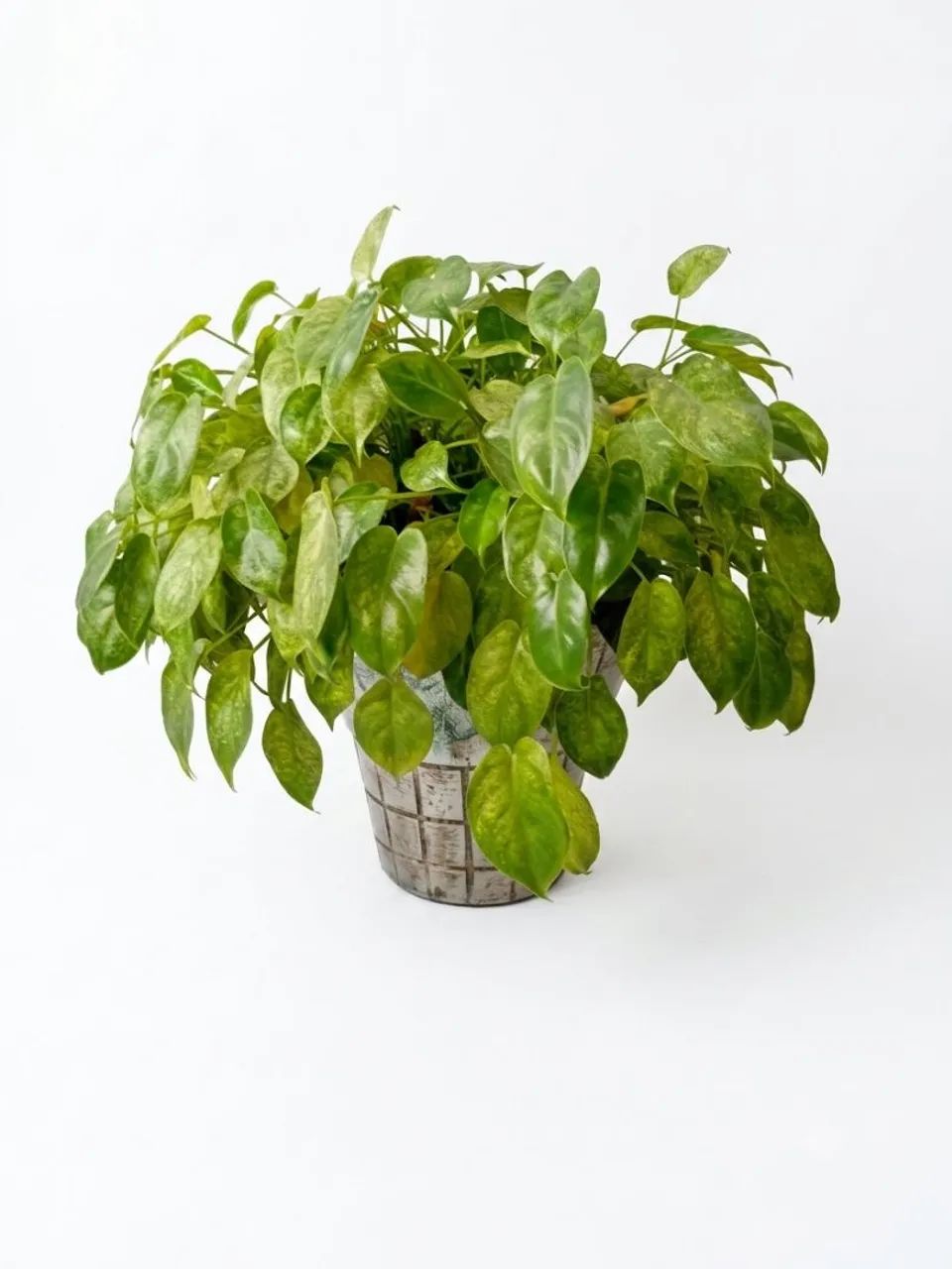 Planta no vaso de parede.